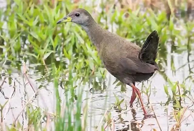 城市里的“绿野仙踪”——长宁外环生态绿道，你对它了解多少？