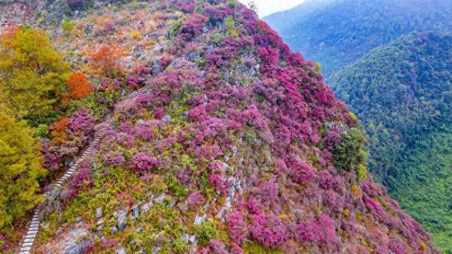 区县头条｜巫山这里藏着小众红叶天花板，深谷石柱披彩衣……