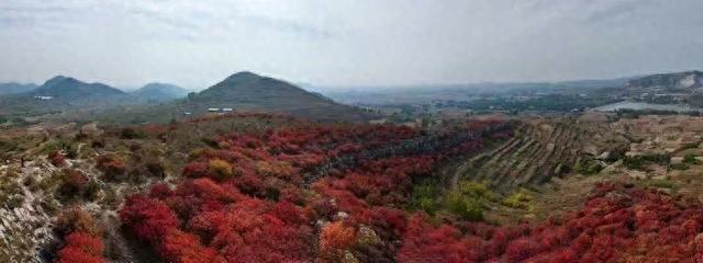 @枣庄人，是时候去这些地方赏红叶啦！