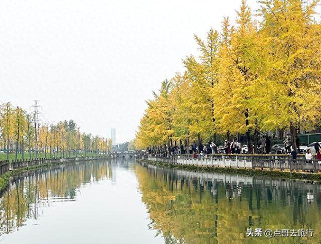 成都2公里长的银杏长廊，超级壮观，美爆了！地铁公交车可达！