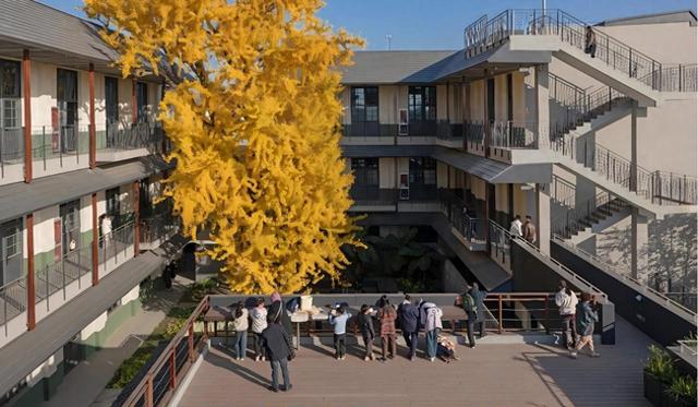 古树新枝映梨园 扬州苏唱街1号重焕生机