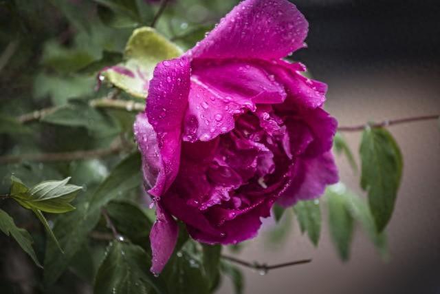 优化后的爆文标题:一句承诺守一生,相濡以沫七十载,是爱