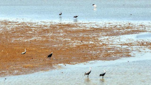 观鸟专线来了！本周六首发，往返29.9元/人