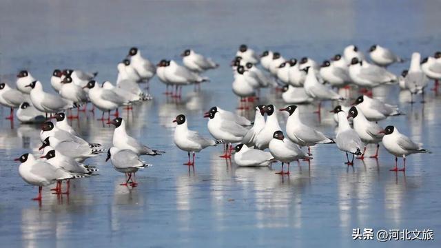 旅行打卡地推荐——康保康巴诺尔湿地公园