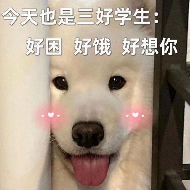 狗粮国产品牌排行榜（国产十大狗粮排行榜揭晓）