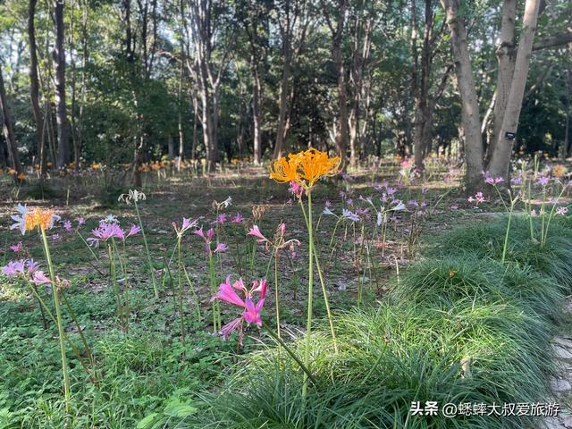 杭州顶流石蒜花正式开赏，六大区域一展览，可满足秋日梦幻之行！