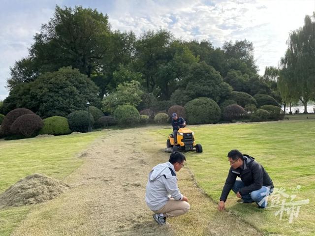 西湖边柳浪闻莺大草坪，为什么可以四季常绿？