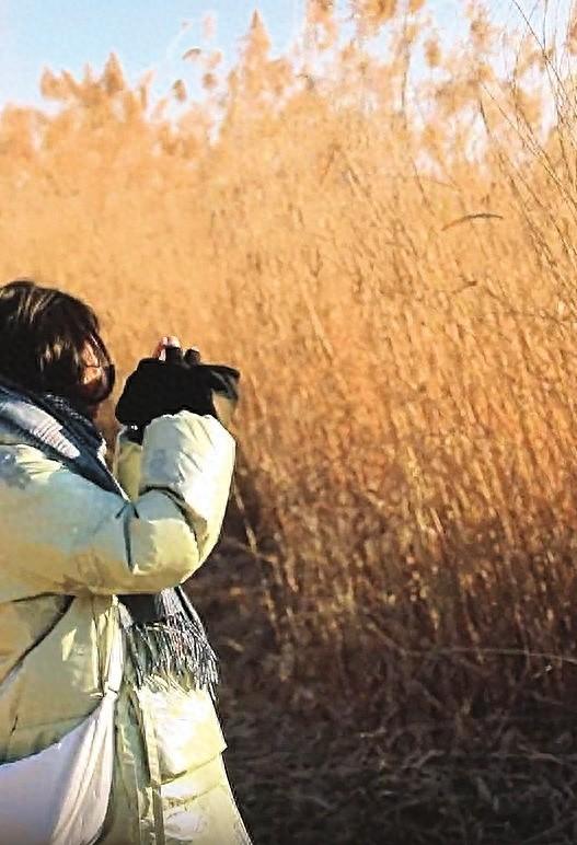 晋阳湖公园 太原植物园 芦花舞动冬日浪漫