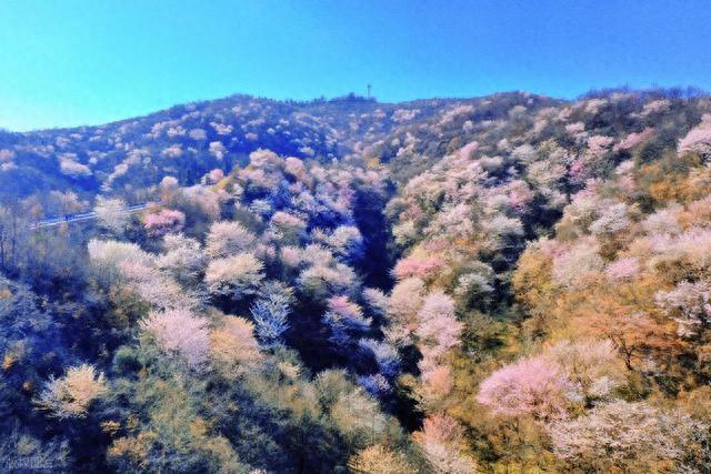 谁说三月赏花要人挤人？安徽深山惊现“双色花海”0门票还人少！