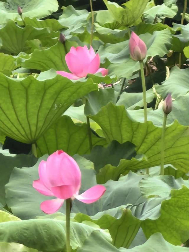 云梦泽畔的故乡记忆—诗画安陆