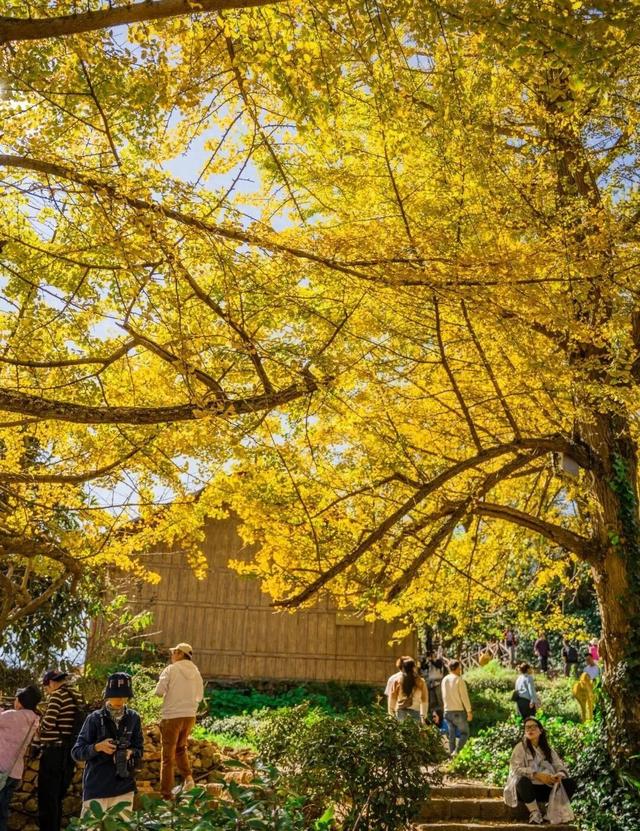 一眼沦陷！来贵州寻找秋天的仪式感，美到想直接搬进这幅“画”里！