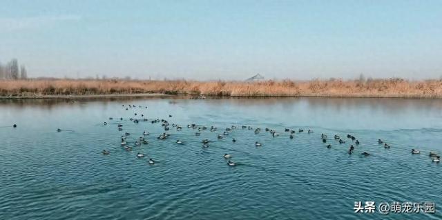 科克布云水库现热闹非凡，白天鹅悠闲游弋，大雁白鹭共舞水上芭蕾