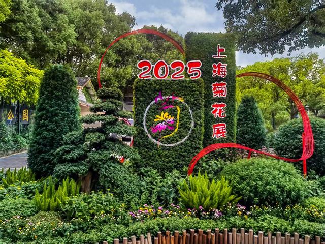 11月30日:2025年上海菊花展华丽登场