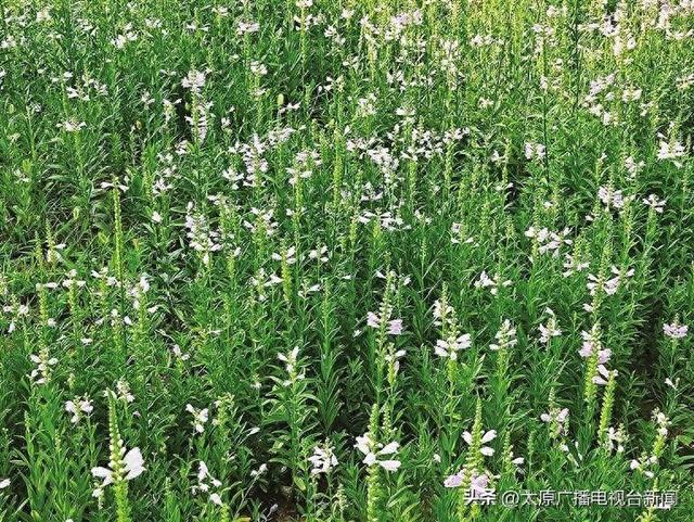 太原：初秋时节，“芝麻花”节节高