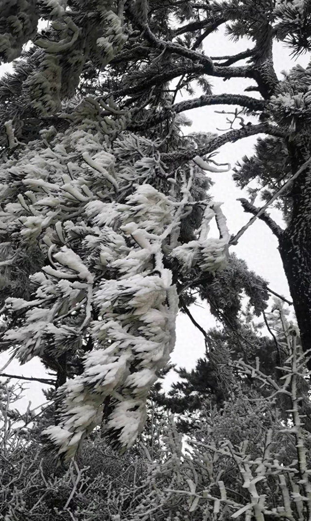 冷空气来袭！庐山、梅岭今冬首次出现雾凇