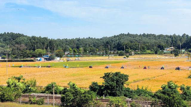 寻找“环两江”松弛感？狮山的稻田等你来