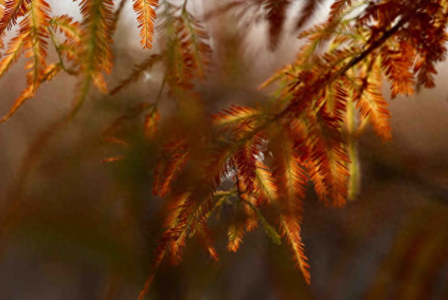 秋冬拍照超出片！郑州5个观赏水杉的好去处→