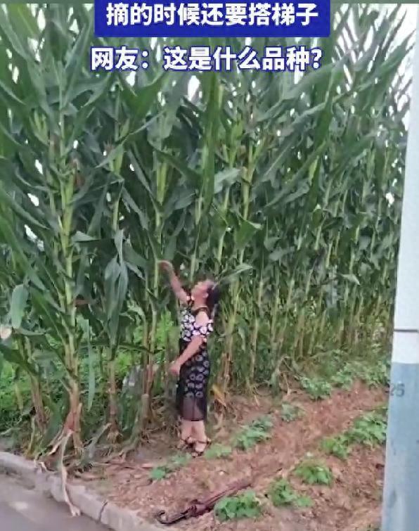 女子晒自己种的“玉米”，爬梯子才能摘，网友：没点身手都不敢种