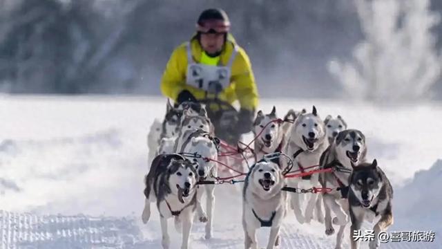 穿梭冰雪童话：哈尔滨雪橇梦幻之旅