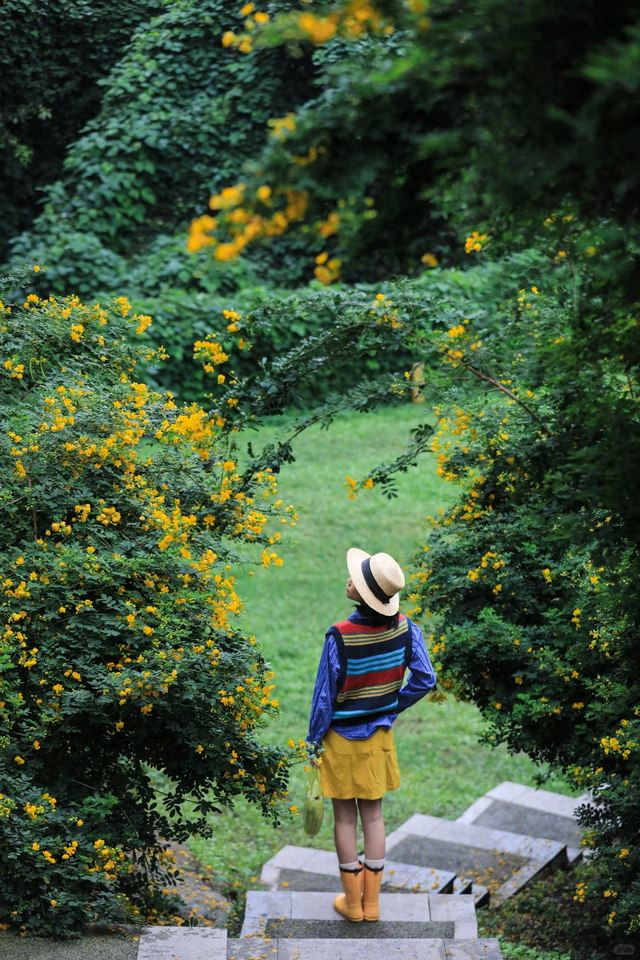 轨道线丨一日三变 “醉芙蓉”