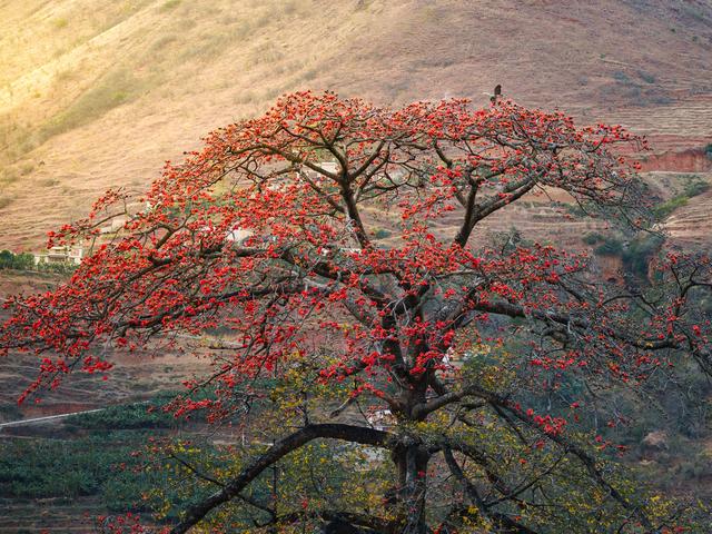 木棉花开 又到一年禄劝乌蒙赏花季