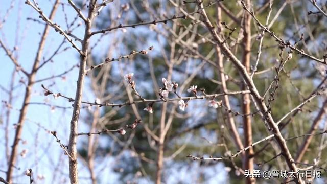 晋城吴王山现奇景：大冬天桃花开了！