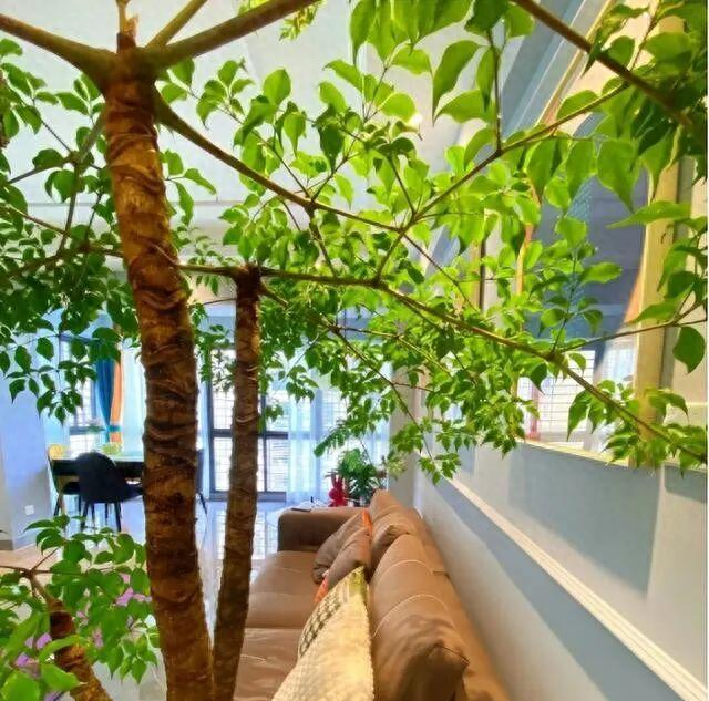 河北一太太	，因在“客厅种大树”走红，好壮观，妥妥的视觉盛宴