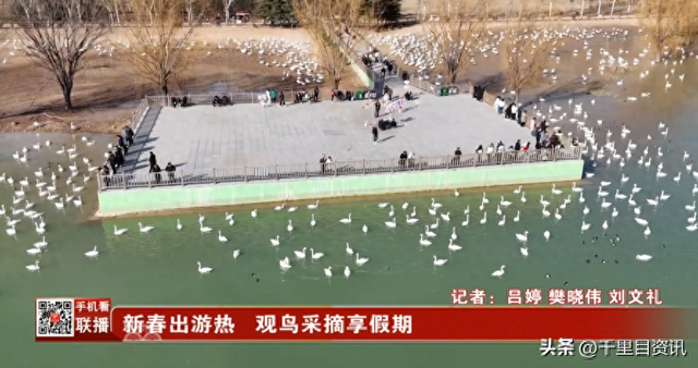 新春出游热 观鸟采摘享假期