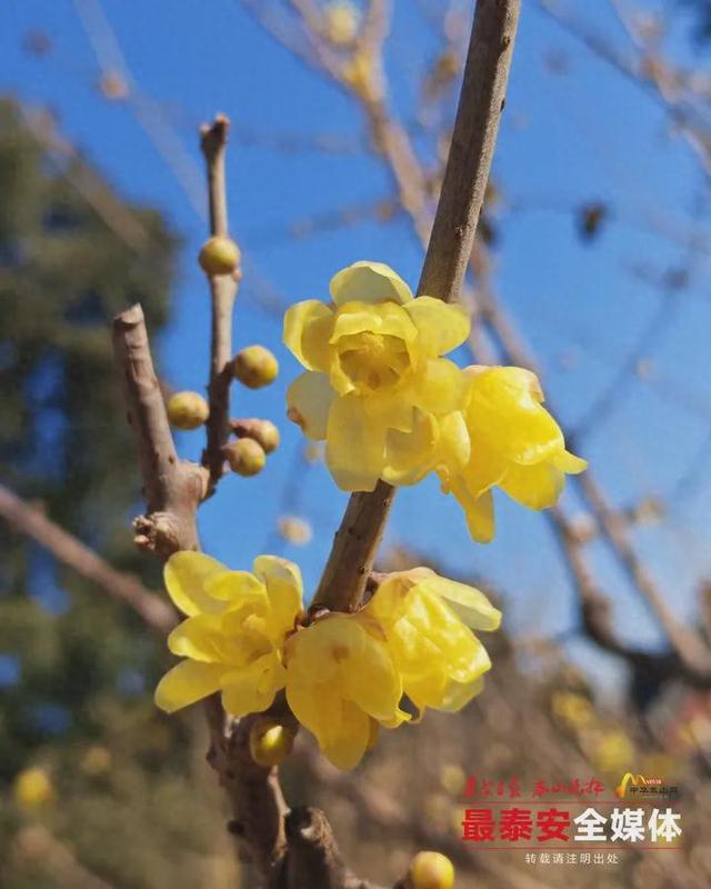 泰山一天门素心蜡梅凌寒绽放