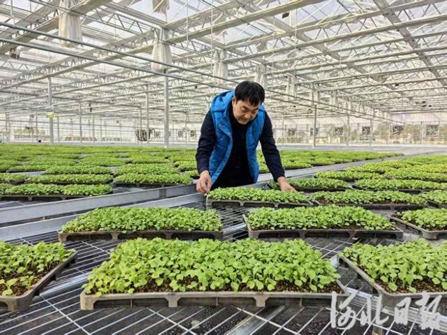 河北蔬菜在京市场占有率再创新高