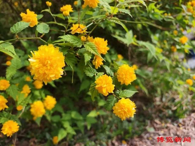 赏花地图新鲜出炉：踏春寻芳 邂逅淄博春意