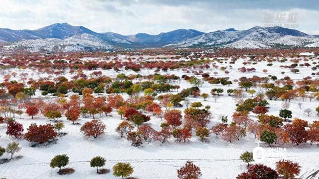 内蒙古：雪伴彩枫