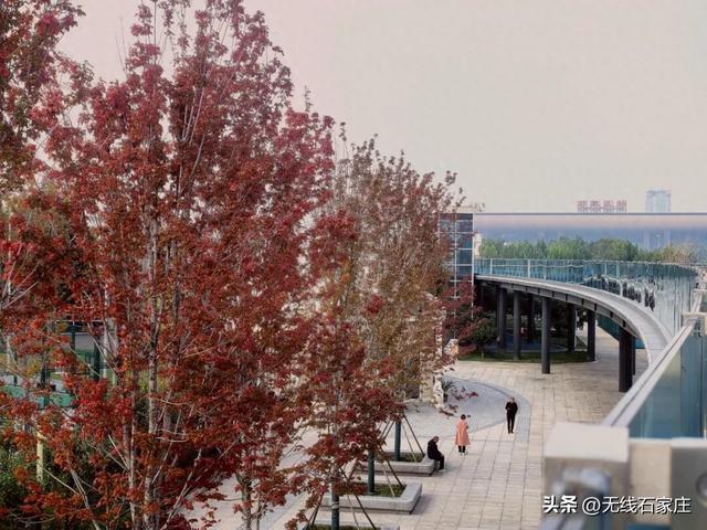 枫叶渐红秋意渐浓 石家庄的枫树逐渐进入最佳观赏期