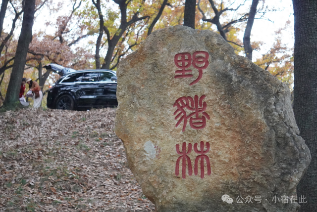 安徽萧县龙泉寺橡树林，太美了！