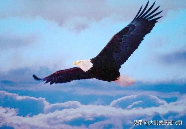 《赠予自己：在逆风中，做那只翱翔的大鹏鸟》