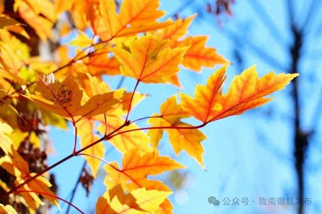 去有枫的地方，打卡徽县最美红叶