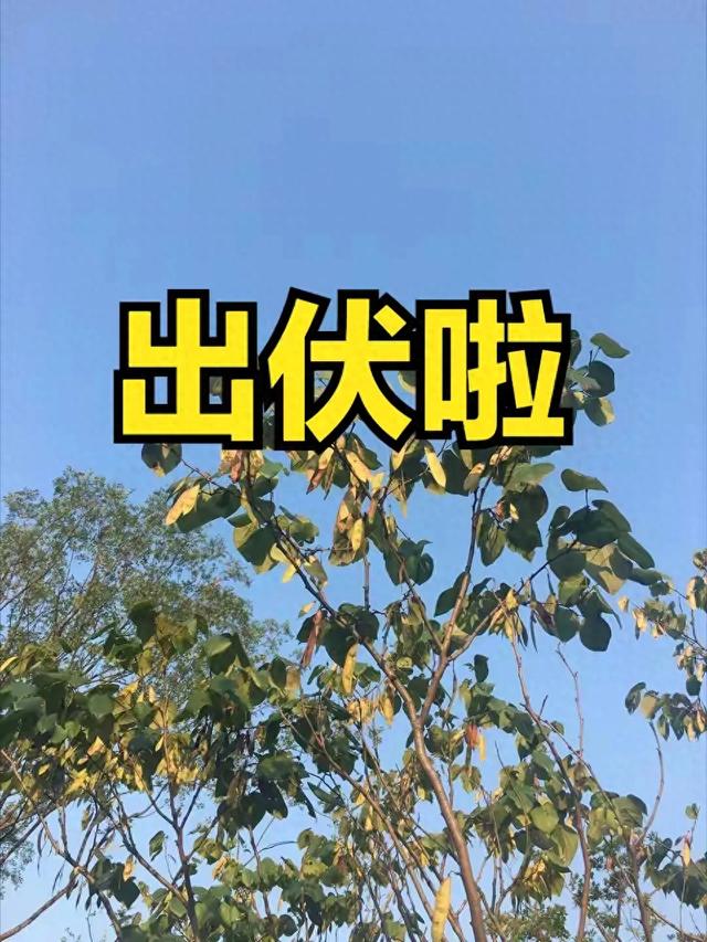 8月19日出伏，有1个好消息，2个坏消息，3个要注意，早了解