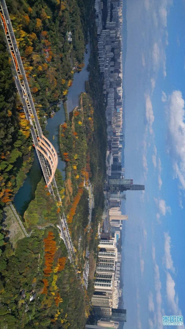 这含“金”量，不摆啦！贵阳的秋天，谁懂？