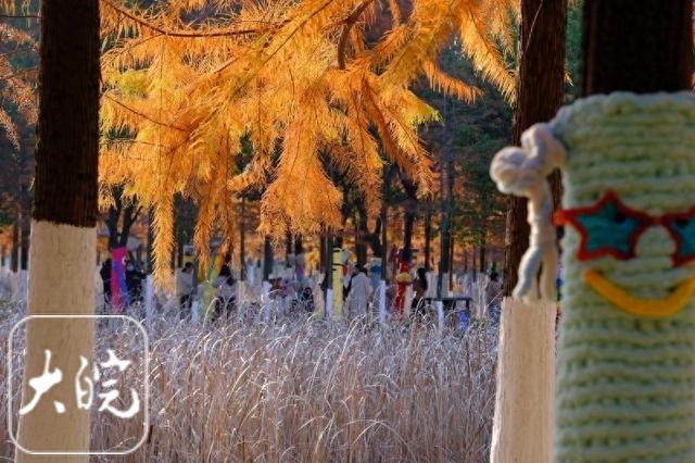 合肥青年创意田园“抱一抱”游园会启幕 红杉林进入最佳观赏期