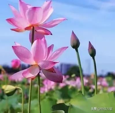 生来就是“享福命”的四个生肖，得上天独宠，幸福安康一辈子！