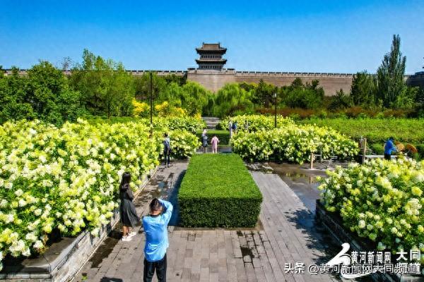 大同古城南城墙绣球花绽放 吸引众多游客市民
