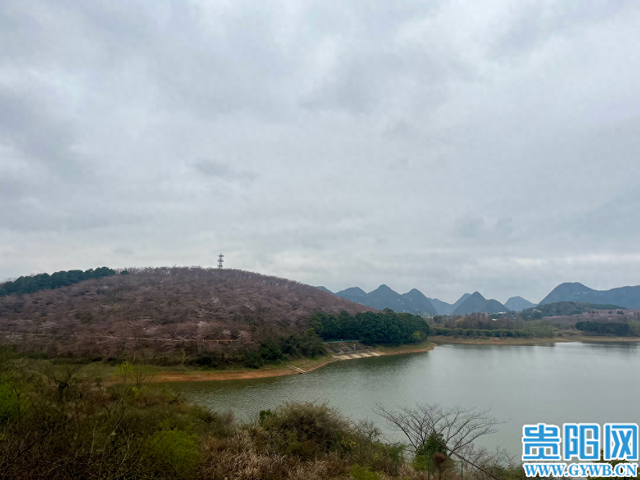 贵安樱花开了吗？花苞：再等几日