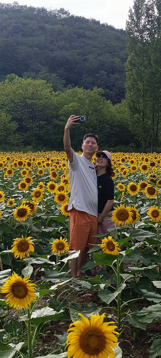 鸭凫峪鹿走沟向日葵🌻花海惊艳亮相！