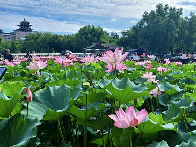 「京城水脉·夏日亲水地图系列报道」莲花河:千年水脉的都市新生