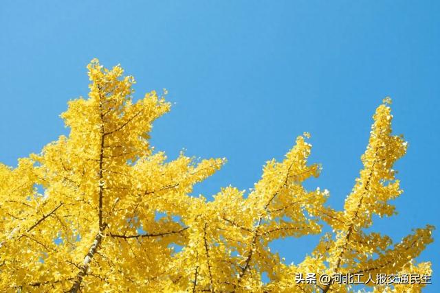 再不去就真没啦！石家庄8大绝美银杏打卡地推荐！