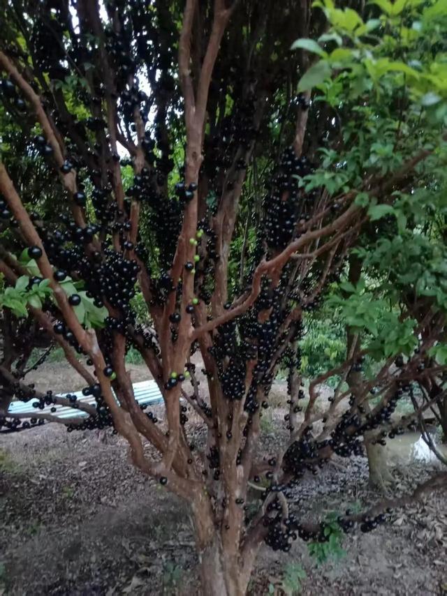 嘉宝果、小番茄、番石榴……到明城，采摘走起！