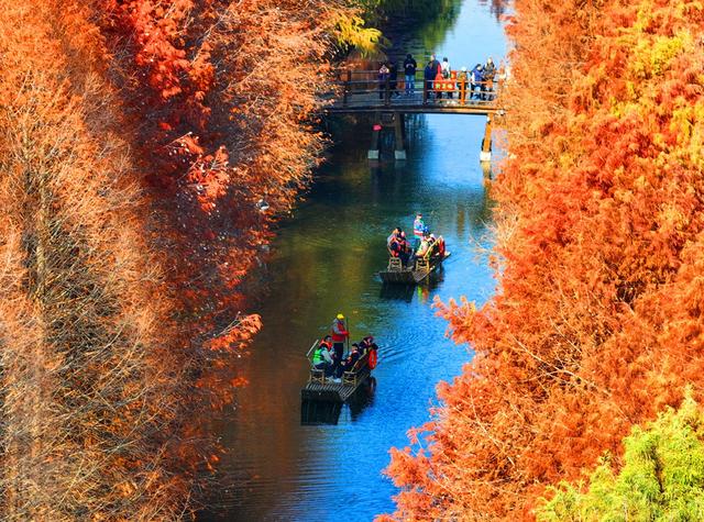 江苏苏州：七彩杉林醉游人