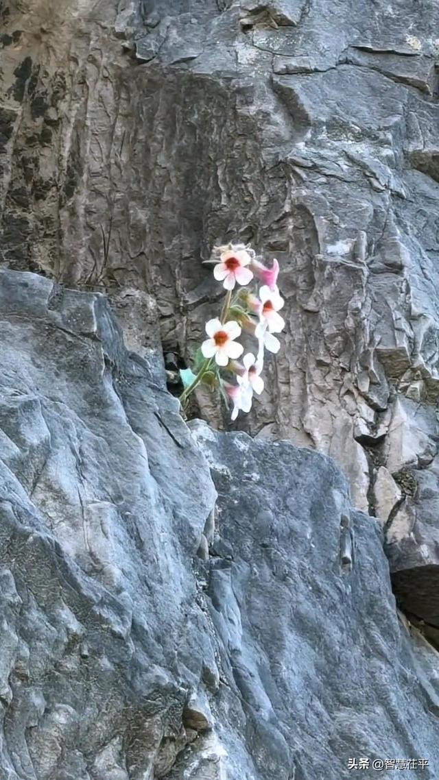龙门石窟一佛窟石缝开出一株野花，景区讲解员：不少石窟都有野花