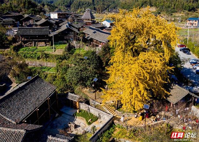 岁暖时刻丨一树千年金，解锁湖南冬日最美打开方式