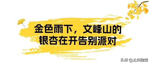 玩转渠县|银杏帽的风，终于吹到了渠县文峰山！